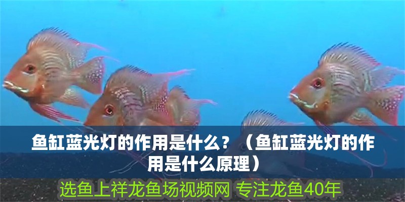 魚缸藍光燈的作用是什么？（魚缸藍光燈的作用是什么原理）