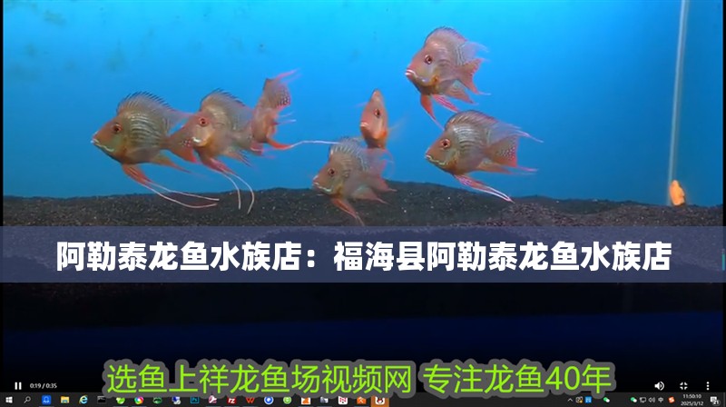 <strong><mark>阿勒泰</mark></strong>龍魚水族店：福海縣<strong><mark>阿勒泰</mark></strong>龍魚水族店