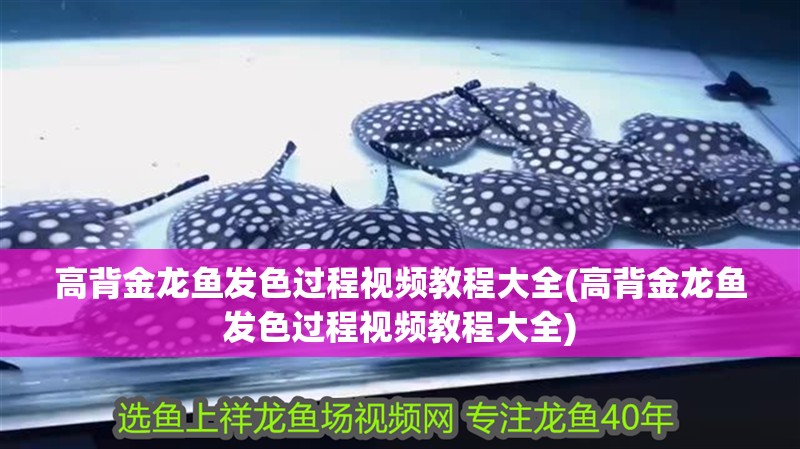 高背金龍魚發色過程視頻教程大全(高背金龍魚發色過程視頻教程大全)
