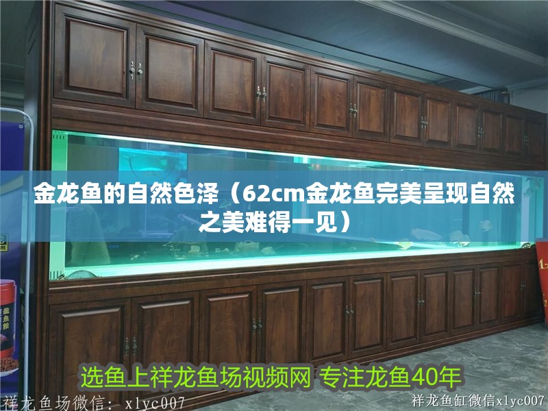 金龍魚的自然色澤（62cm金龍魚完美呈現自然之美難得一見）