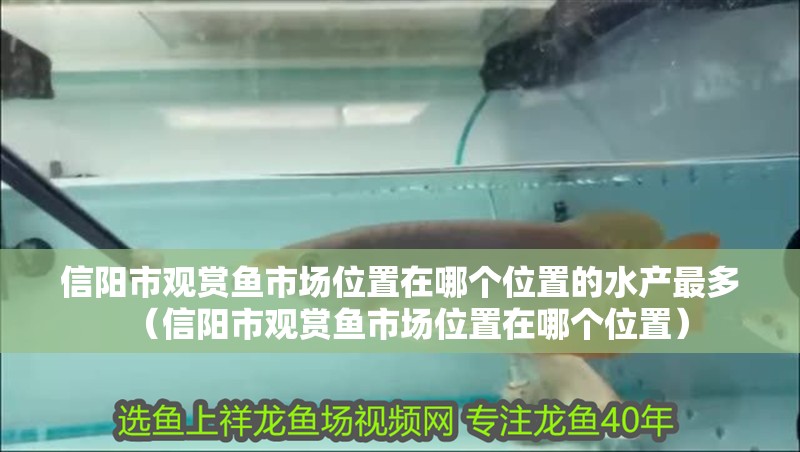 信陽市觀賞魚市場位置在哪個位置的水產(chǎn)最多（信陽市觀賞魚市場位置在哪個位置）