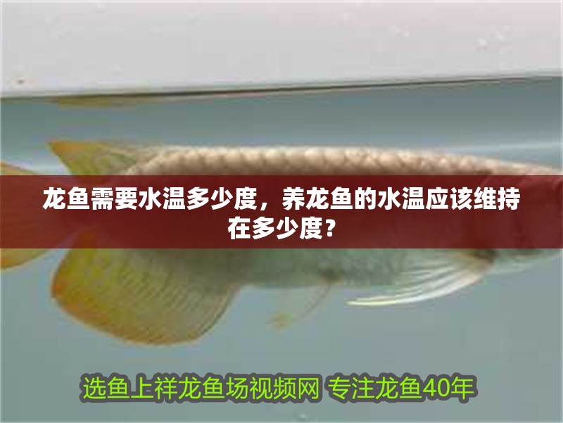 龍魚需要水溫多少度，養龍魚的水溫應該維持在多少度？