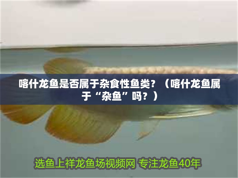 喀什龍魚是否屬于雜食性魚類？（喀什龍魚屬于“雜魚”嗎？）