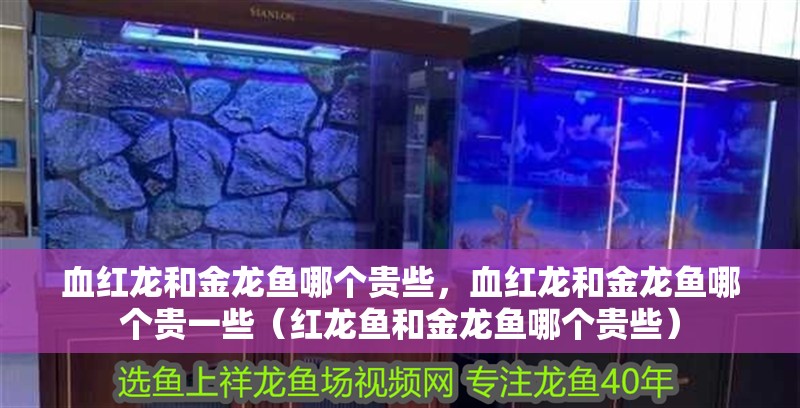 血紅龍和金龍魚哪個貴些，血紅龍和金龍魚哪個貴一些（紅龍魚和金龍魚哪個貴些）
