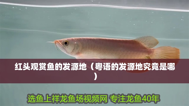 紅頭觀賞魚的發源地（粵語的發源地究竟是哪）