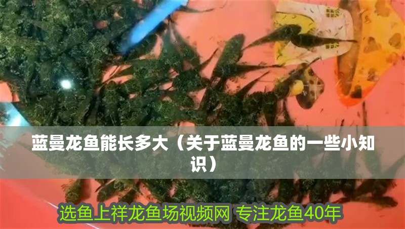 藍曼龍魚能長多大（關于藍曼龍魚的一些小知識）