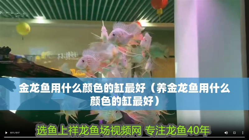金龍魚用什么顏色的缸最好（養金龍魚用什么顏色的缸最好）