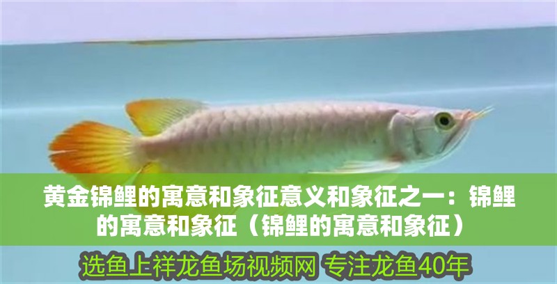 黃金錦鯉的寓意和象征意義和象征之一：錦鯉的寓意和象征（錦鯉的寓意和象征）