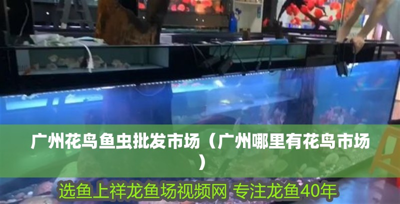 廣州花鳥魚蟲批發市場（廣州哪里有花鳥市場） 廣州花鳥魚蟲批發市場（廣州哪里有花鳥市場） 觀賞魚百科