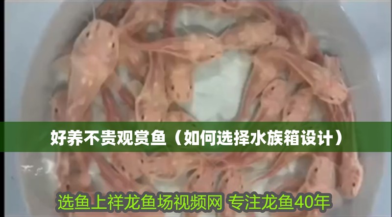 好養(yǎng)不貴觀賞魚（如何選擇水族箱設(shè)計(jì)）