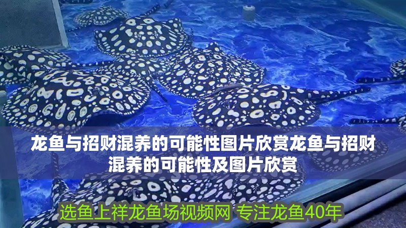 龍魚與招財混養的可能性圖片欣賞龍魚與招財混養的可能性及圖片欣賞