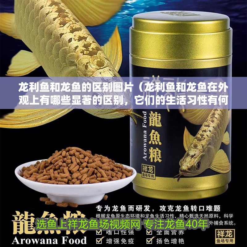 龍利魚和龍魚的區(qū)別圖片（龍利魚和龍魚在外觀上有哪些顯著的區(qū)別，它們的生活習(xí)性有何差異）