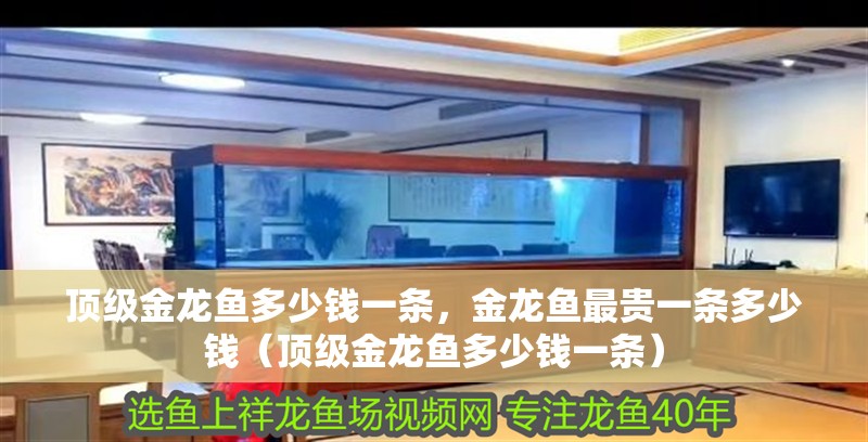 頂級金龍魚多少錢一條，金龍魚最貴一條多少錢（頂級金龍魚多少錢一條）