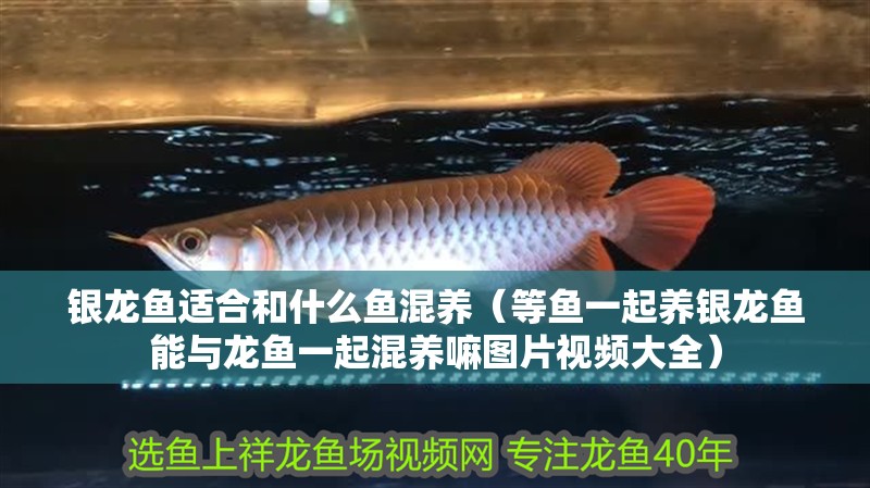 銀龍魚適合和什么魚混養（等魚一起養銀龍魚能與龍魚一起混養嘛圖片視頻大全）