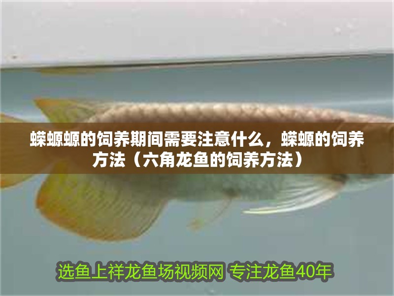 蠑螈螈的飼養期間需要注意什么，蠑螈的飼養方法（六角龍魚的飼養方法） 蠑螈螈的飼養期間需要注意什么，蠑螈的飼養方法（六角龍魚的飼養方法） 觀賞魚百科