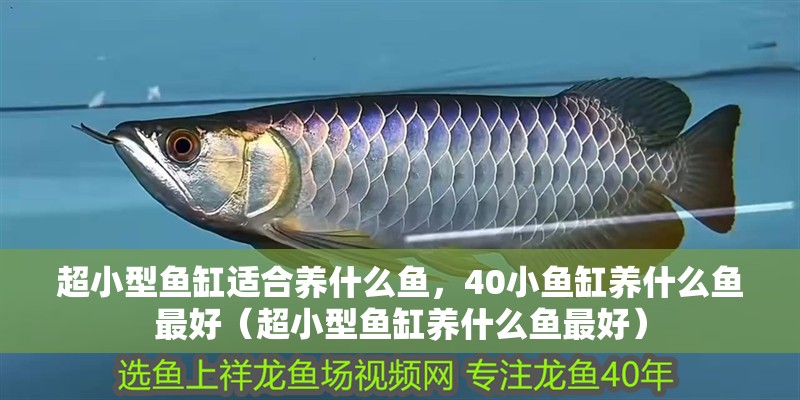 超小型魚缸適合養什么魚，40小魚缸養什么魚最好（超小型魚缸養什么魚最好）