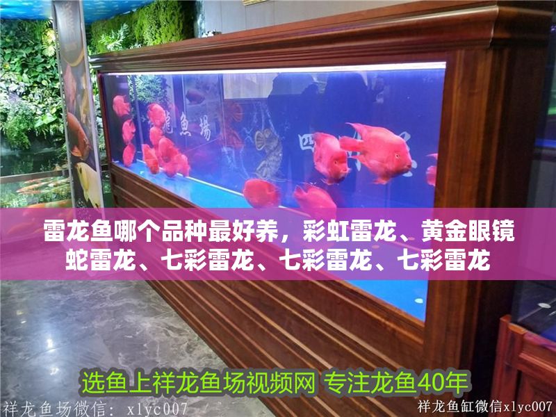 雷龍魚哪個品種最好養(yǎng)，彩虹雷龍、黃金眼鏡蛇雷龍、七彩雷龍、七彩雷龍、七彩雷龍