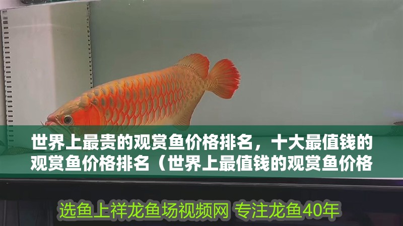 世界上最貴的觀賞魚價格排名，十大最值錢的觀賞魚價格排名（世界上最值錢的觀賞魚價格排名）