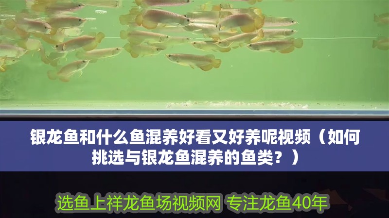 銀龍魚和什么魚混養好看又好養呢視頻（如何挑選與銀龍魚混養的魚類？） 銀龍魚和什么魚混養好看又好養呢視頻（如何挑選與銀龍魚混養的魚類？） 觀賞魚百科