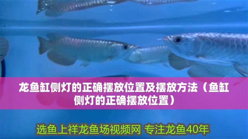 龍魚缸側燈的正確擺放位置及擺放方法（魚缸側燈的正確擺放位置）
