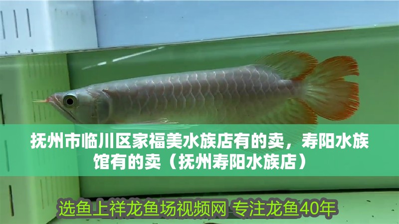 撫州市臨川區(qū)家福美水族店有的賣，壽陽水族館有的賣（撫州壽陽水族店）