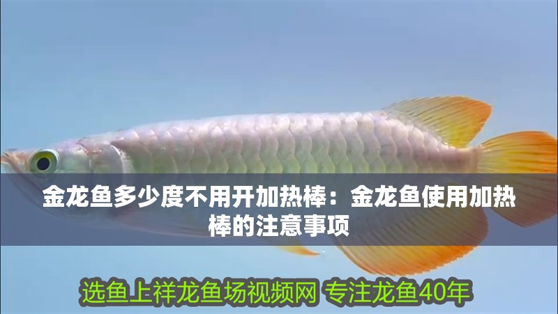 金龍魚多少度不用開加熱棒：金龍魚使用加熱棒的注意事項