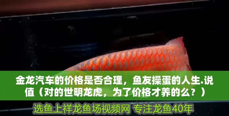 金龍汽車的價格是否合理，魚友操蛋的人生.說值（對的世明龍虎，為了價格才養的么？）