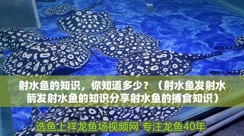 射水魚(yú)的知識(shí)，你知道多少？（射水魚(yú)發(fā)射水箭發(fā)射水魚(yú)的知識(shí)分享射水魚(yú)的捕食知識(shí)） 射水魚(yú)的知識(shí)，你知道多少？（射水魚(yú)發(fā)射水箭發(fā)射水魚(yú)的知識(shí)分享射水魚(yú)的捕食知識(shí)） 觀賞魚(yú)百科