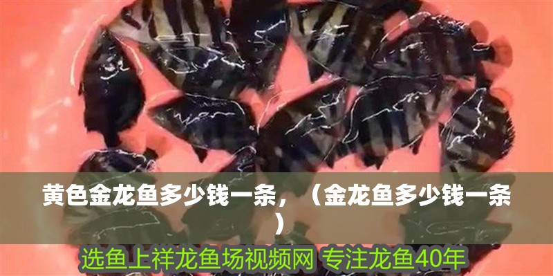黃色金龍魚多少錢一條，（金龍魚多少錢一條） 黃色金龍魚多少錢一條，（金龍魚多少錢一條） 觀賞魚百科