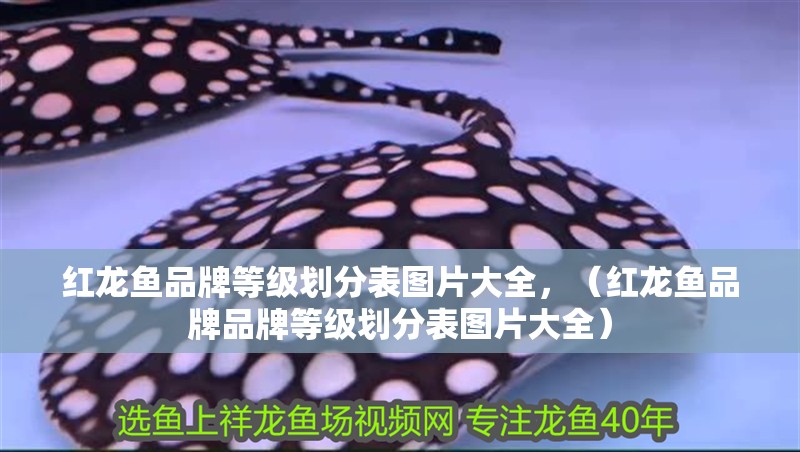 紅龍魚品牌等級劃分表圖片大全，（紅龍魚品牌品牌等級劃分表圖片大全）