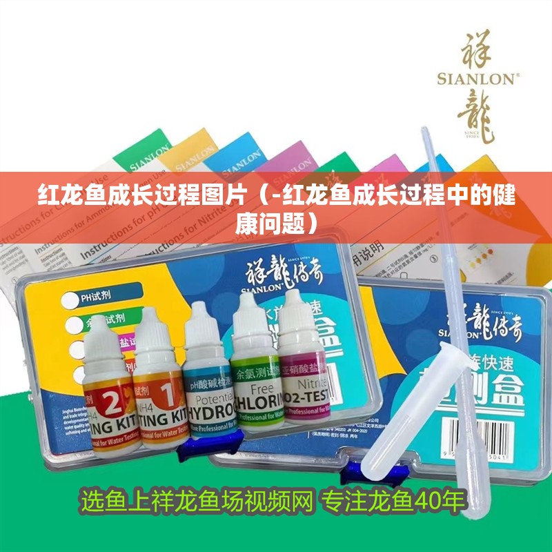 紅龍魚成長過程圖片（-紅龍魚成長過程中的健康問題）