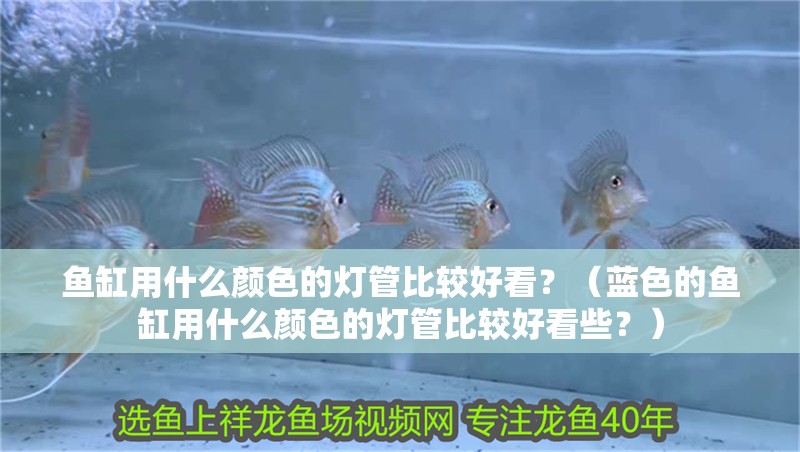 魚缸用什么顏色的燈管比較好看？（藍色的魚缸用什么顏色的燈管比較好看些？）