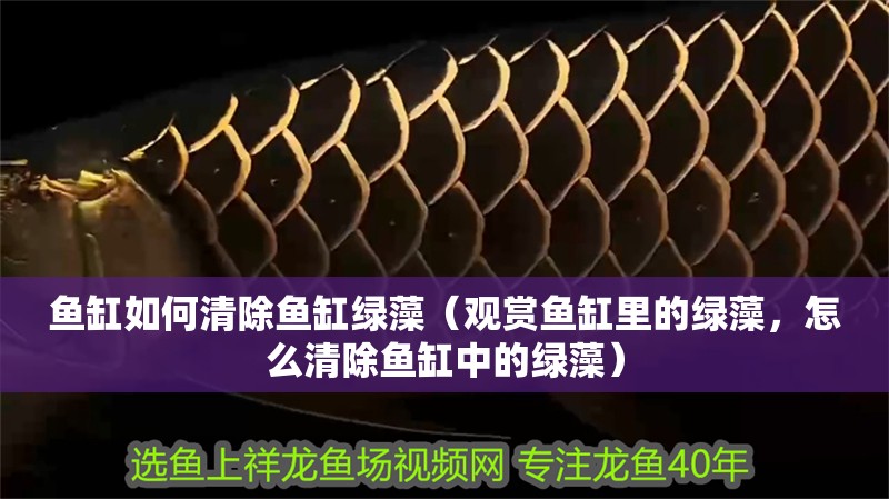 魚(yú)缸如何清除魚(yú)缸綠藻（觀(guān)賞魚(yú)缸里的綠藻，怎么清除魚(yú)缸中的綠藻）