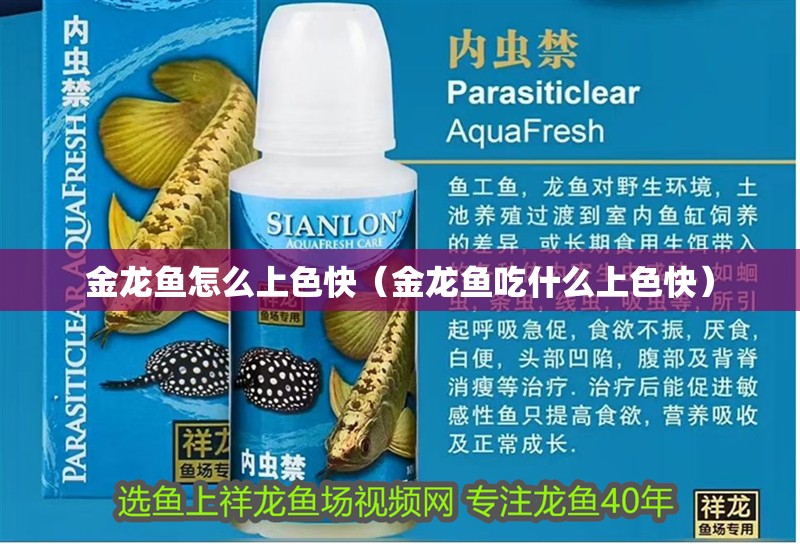 金龍魚怎么上色快（金龍魚吃什么上色快） 金龍魚怎么上色快（金龍魚吃什么上色快） 觀賞魚百科