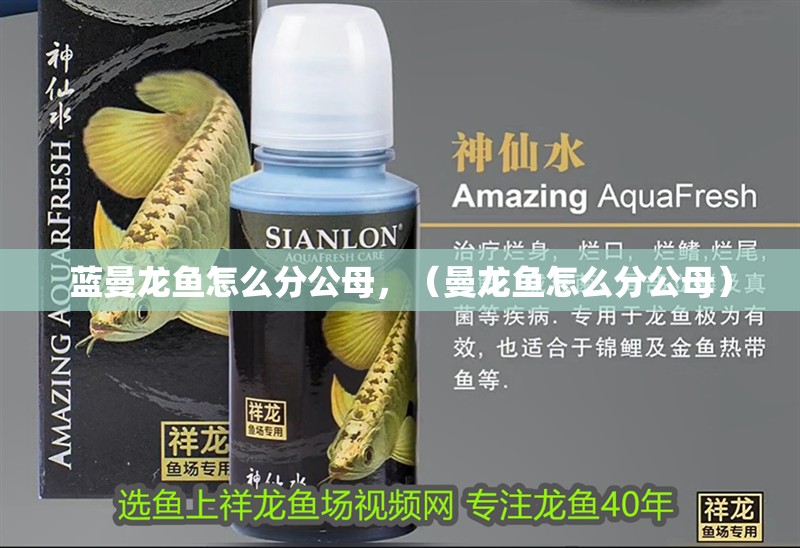 藍(lán)曼龍魚(yú)怎么分公母，（曼龍魚(yú)怎么分公母）