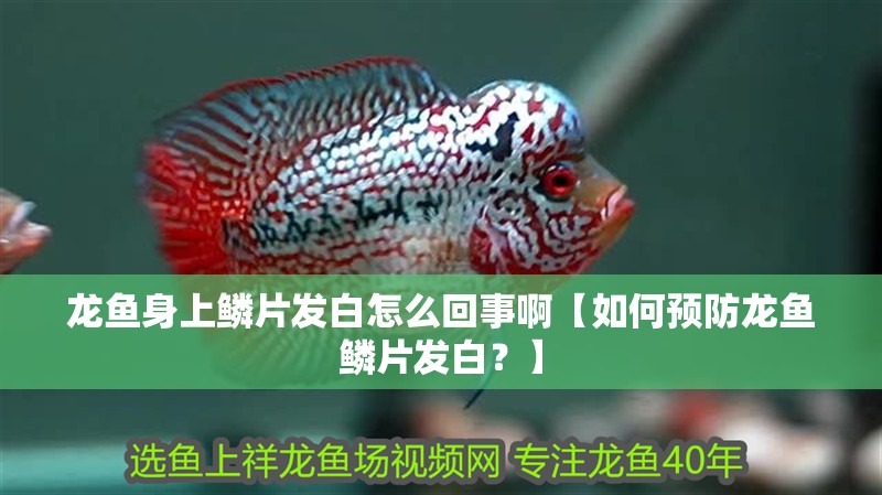 龍魚身上鱗片發(fā)白怎么回事啊【如何預(yù)防龍魚鱗片發(fā)白？】