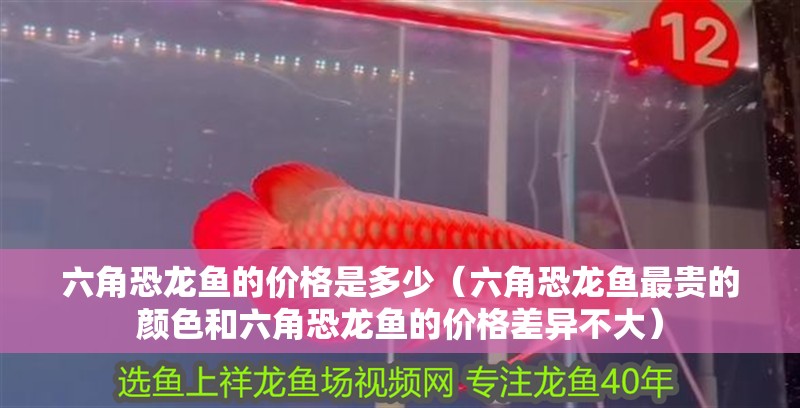 六角恐龍魚的價(jià)格是多少（六角恐龍魚最貴的顏色和六角恐龍魚的價(jià)格差異不大）