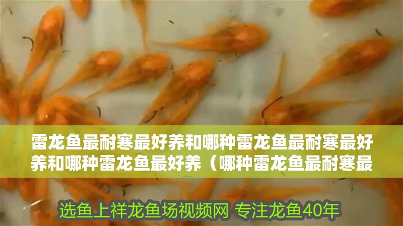 雷龍魚最耐寒最好養和哪種雷龍魚最耐寒最好養和哪種雷龍魚最好養（哪種雷龍魚最耐寒最好養）