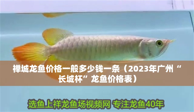 禪城龍魚價格一般多少錢一條（2023年廣州“長城杯”龍魚價格表）