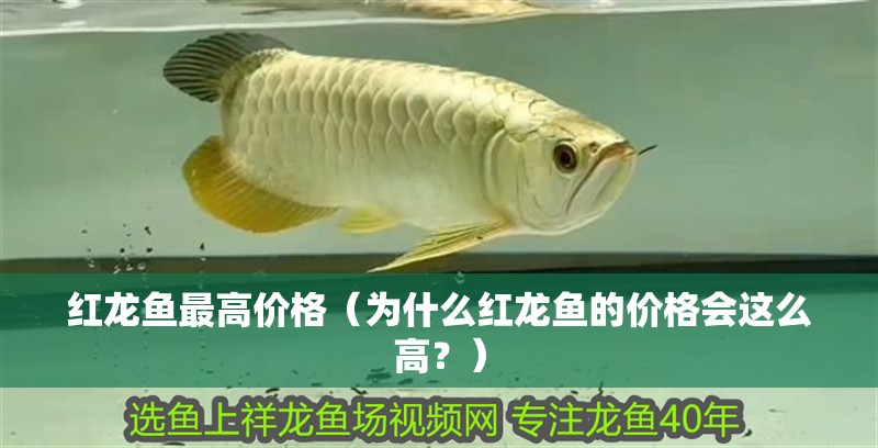 紅龍魚最高價格（為什么紅龍魚的價格會這么高？）