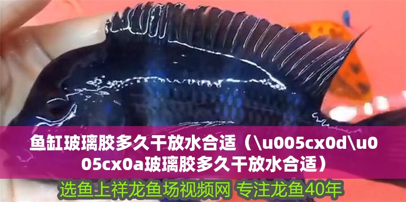 魚缸玻璃膠多久干放水合適（\u005cx0d\u005cx0a玻璃膠多久干放水合適）