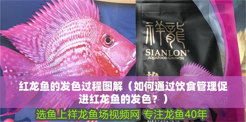 紅龍魚的發(fā)色過(guò)程圖解（如何通過(guò)飲食管理促進(jìn)紅龍魚的發(fā)色？）