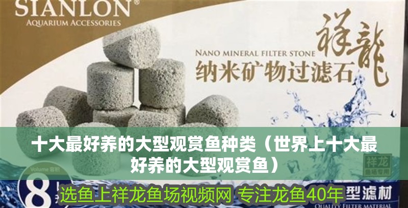 十大最好養的大型觀賞魚種類（世界上十大最好養的大型觀賞魚）