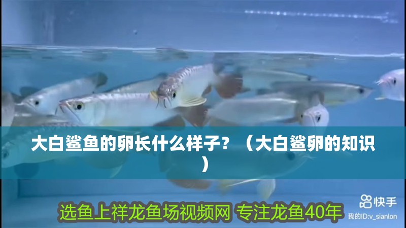 大白鯊魚的卵長什么樣子？（大白鯊卵的知識）