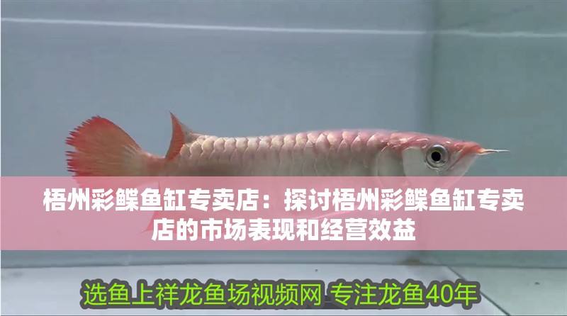 梧州彩鰈魚缸專賣店：探討梧州彩鰈魚缸專賣店的市場表現和經營效益