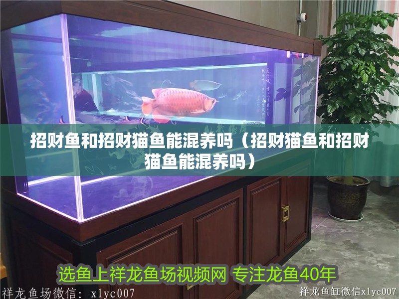 招財魚和招財貓魚能混養嗎（招財貓魚和招財貓魚能混養嗎）