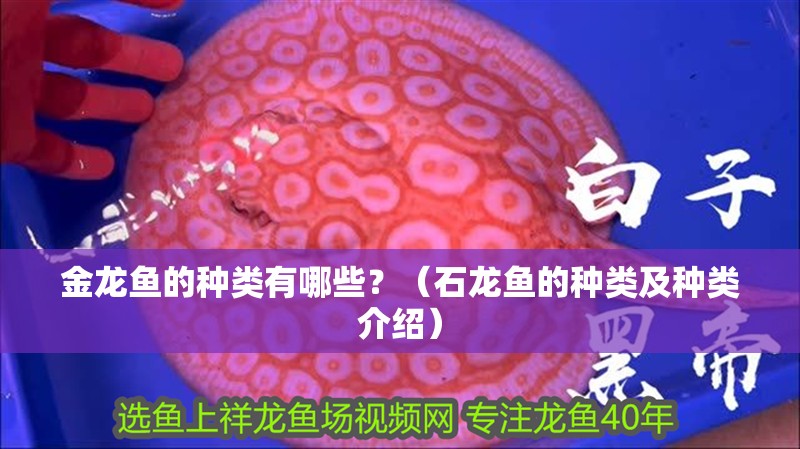 金龍魚的種類有哪些？（石龍魚的種類及種類介紹）