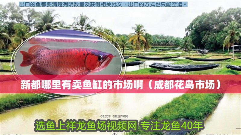 <strong><mark>新都</mark></strong>哪里有賣魚缸的市場啊（成都花鳥市場）
