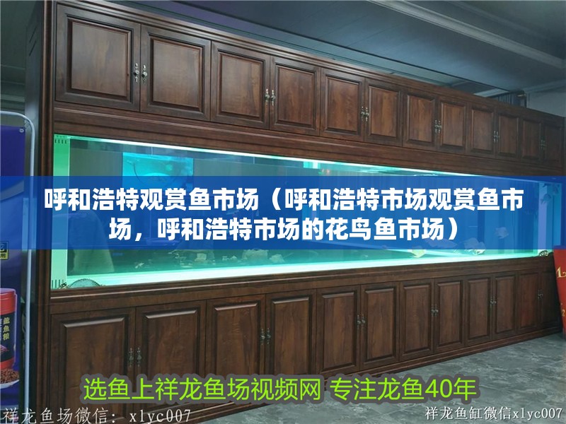 呼和浩特觀賞魚市場（呼和浩特市場觀賞魚市場，呼和浩特市場的花鳥魚市場）