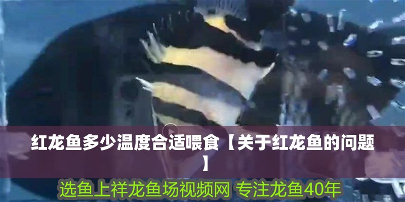 紅龍魚多少溫度合適喂食【關于紅龍魚的問題】
